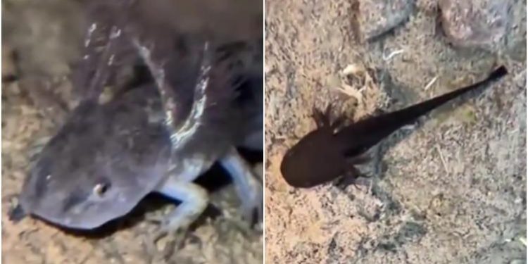 Histórico: encontraron por primera vez ajolotes en sierra de Sonora