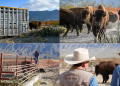 El regreso del bisonte a México: cómo 23 ejemplares iniciaron un modelo de restauración ecológica