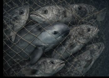 Mafia del “Buche”: El Cártel del Dragón asfixia el Alto Golfo pese a tregua biológica