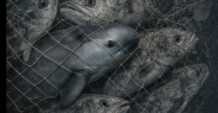 Mafia del “Buche”: El Cártel del Dragón asfixia el Alto Golfo pese a tregua biológica