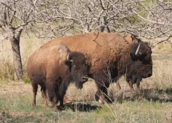 Tras 200 años de silencio, el gigante regresa: nace la primera cría de bisonte en Sonora