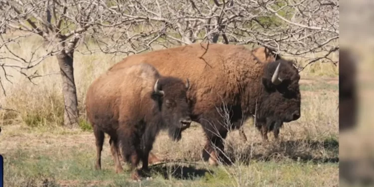 Tras 200 años de silencio, el gigante regresa: nace la primera cría de bisonte en Sonora