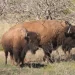 Tras 200 años de silencio, el gigante regresa: nace la primera cría de bisonte en Sonora