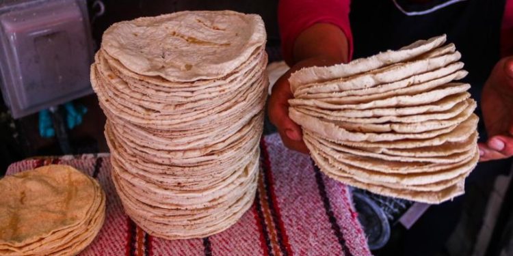 No hay ninguna razón para aumentar el precio a la tortilla, afirma Sheinbaum