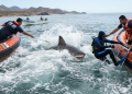 Ataque de tiburón en Bahía de Kino deja a buzo con lesión en el hombro Sur