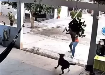 Rescatan a Zarigüeya en Negocio de Agua Purificada en Nogales