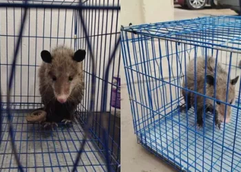 Rescatan a Zarigüeya en Negocio de Agua Purificada en Nogales