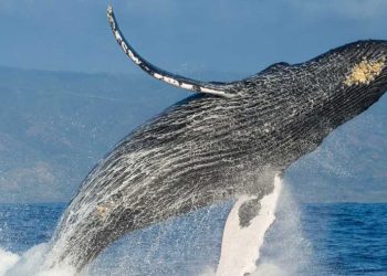 Justicia de Sonora reconoce a las ballenas como sujetos de derechos y detiene megaproyecto energético