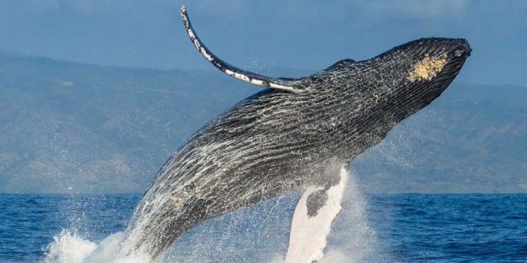 Justicia de Sonora reconoce a las ballenas como sujetos de derechos y detiene megaproyecto energético