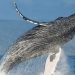 Justicia de Sonora reconoce a las ballenas como sujetos de derechos y detiene megaproyecto energético
