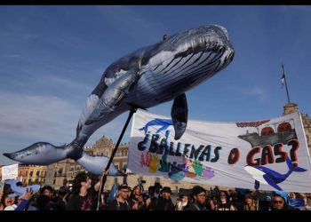 ONG logra frenar buques de Proyecto Saguaro para proteger a ballenas