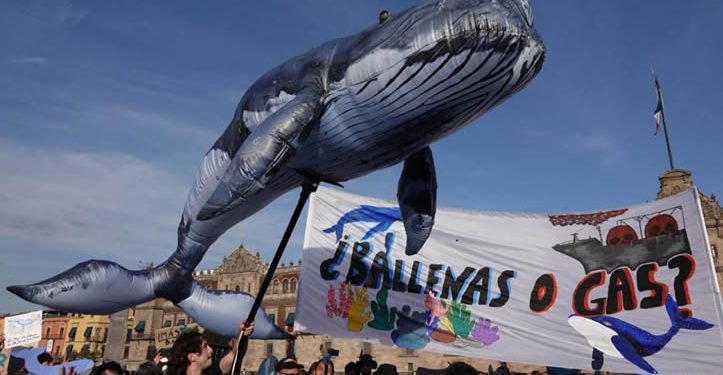 ONG logra frenar buques de Proyecto Saguaro para proteger a ballenas