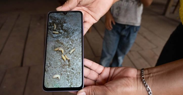 Instalan más de 574 mil trampas contra gusano barrenador y capturan 11.6 millones de moscas