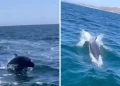Captan en video posible vaquita marina frente a Todos Santos, BCS; piden confirmar avistamiento