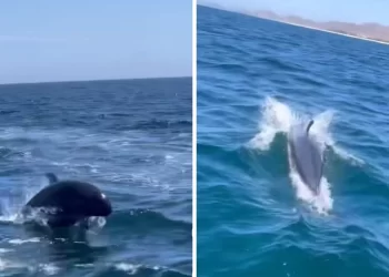 Captan en video posible vaquita marina frente a Todos Santos, BCS; piden confirmar avistamiento
