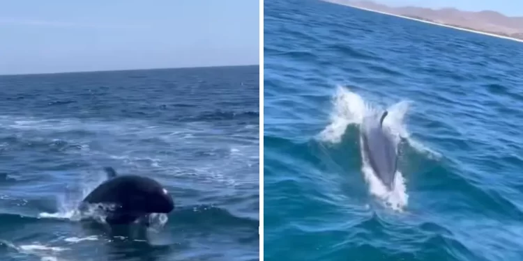 Captan en video posible vaquita marina frente a Todos Santos, BCS; piden confirmar avistamiento