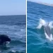 Captan en video posible vaquita marina frente a Todos Santos, BCS; piden confirmar avistamiento
