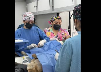 Brinda CEDES servicios de bienestar animal y ambiental en Agua Prieta