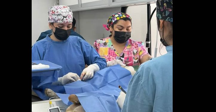 Brinda CEDES servicios de bienestar animal y ambiental en Agua Prieta