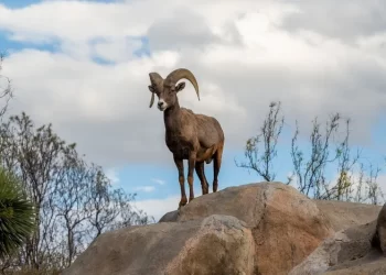 Milagro en el desierto de Coahuila: el secreto del búnker que venció a la extinción de lobos, águilas y bisontes