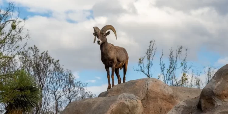 Milagro en el desierto de Coahuila: el secreto del búnker que venció a la extinción de lobos, águilas y bisontes