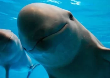 Gobierno fracasa en frenar redes ilegales y deja a la vaquita marina a días de su extinción