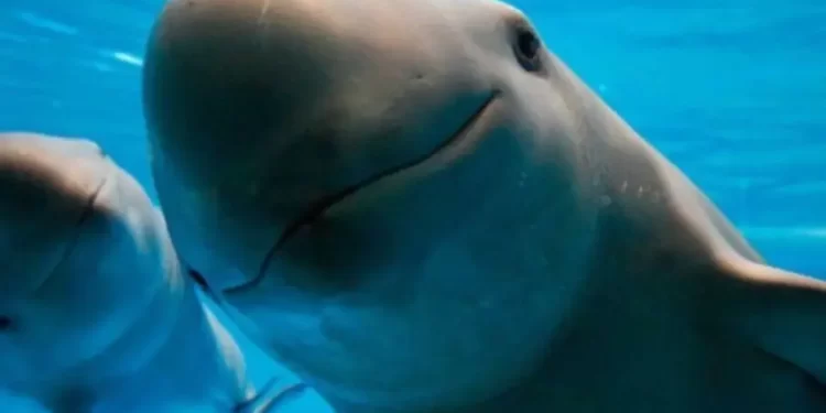 Gobierno fracasa en frenar redes ilegales y deja a la vaquita marina a días de su extinción