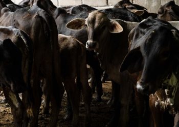 Ante promesa incumplida del gobierno de Sheinbaum, ganaderos apuestan por engorda bovina