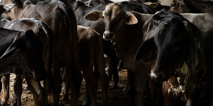 Ante promesa incumplida del gobierno de Sheinbaum, ganaderos apuestan por engorda bovina