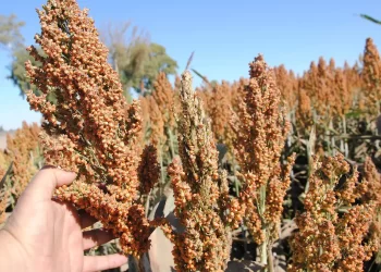 Pese a Potencial Mercado el Precio Bajo Afecta en la Siembra de Sorgo en Sonora