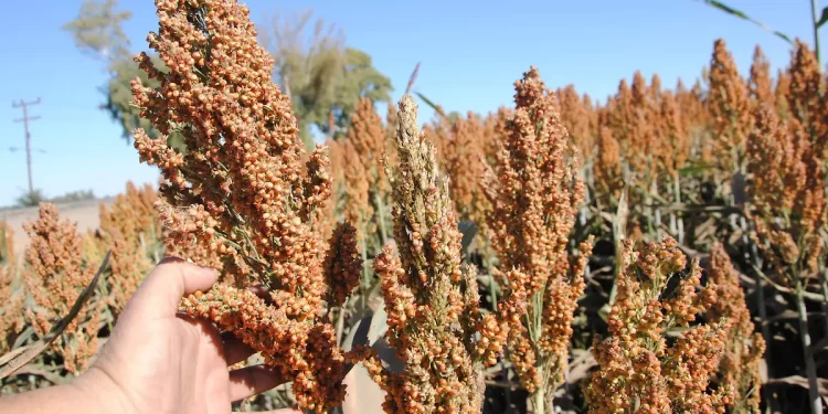 Pese a Potencial Mercado el Precio Bajo Afecta en la Siembra de Sorgo en Sonora