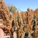 Pese a Potencial Mercado el Precio Bajo Afecta en la Siembra de Sorgo en Sonora