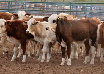 Chihuahua compite con Sonora por encabezar reapertura de exportación de ganado