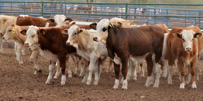 Chihuahua compite con Sonora por encabezar reapertura de exportación de ganado