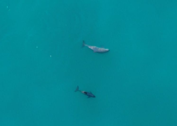 Anuncian campaña para buscar y fotografiar a vaquita marina Frida