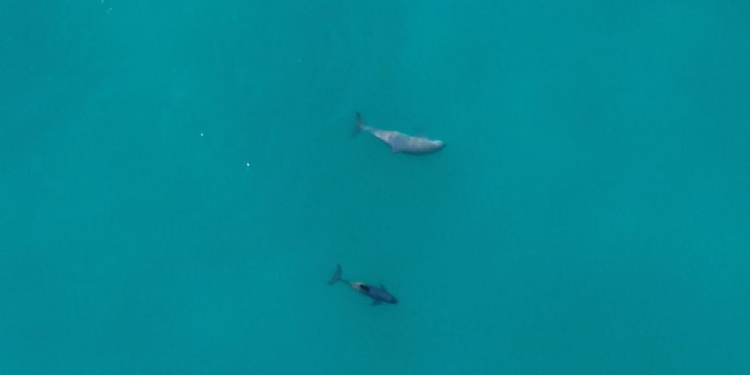 Anuncian campaña para buscar y fotografiar a vaquita marina Frida