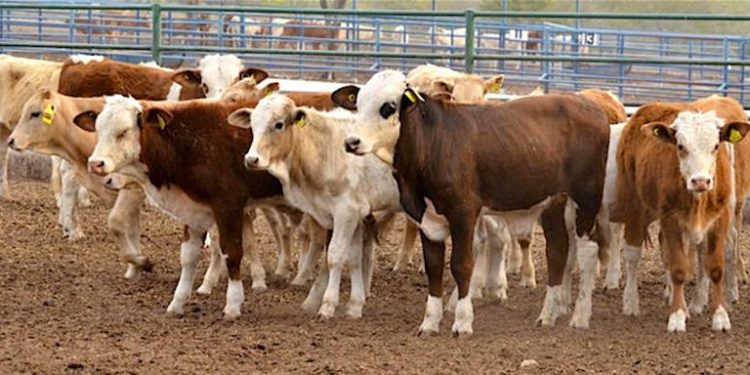 Anuncia EU reapertura al ganado mexicano en julio