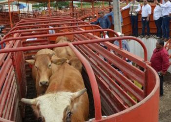 EU no ha decidido abrir frontera al ganado: Agricultura