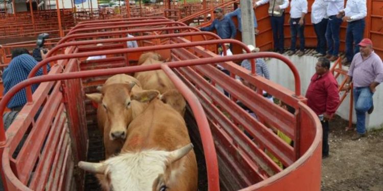 EU no ha decidido abrir frontera al ganado: Agricultura