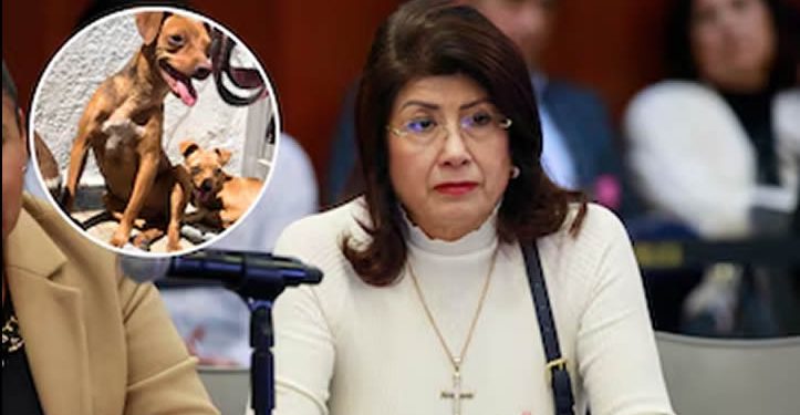 Senadora de Morena reconoce el sacrificio de 10 mil perros cuando gobernó en Tecámac