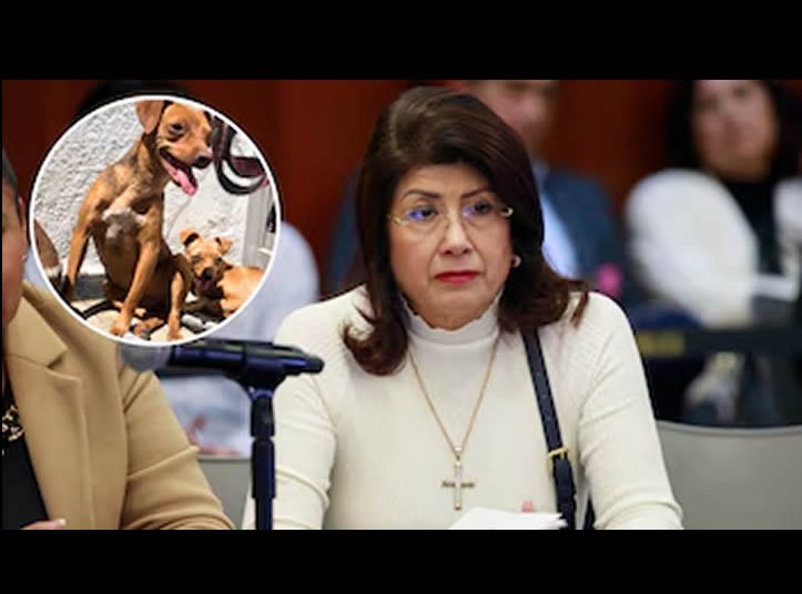 Senadora de Morena reconoce el sacrificio de 10 mil perros cuando gobernó en Tecámac