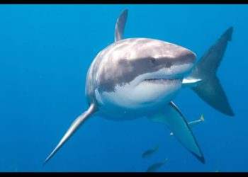 Tiburón ataca a buzo en aguas de BCS; Lo trasladan a Bahía de Kino y luego a Hermosillo para su atención