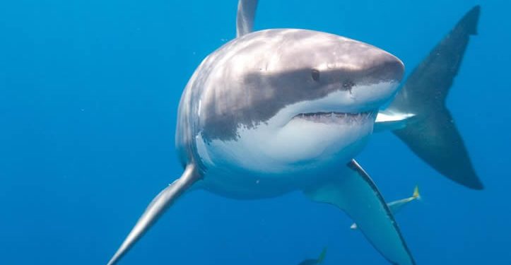 Tiburón ataca a buzo en aguas de BCS; Lo trasladan a Bahía de Kino y luego a Hermosillo para su atención