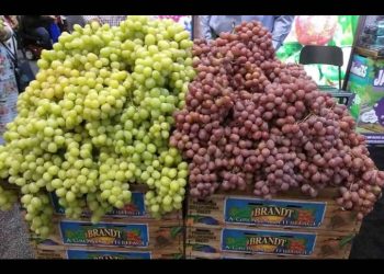 Iniciará cosecha de uva en el Distrito de Hermosillo en este mes; se espera una producción de 16 millones de cajas