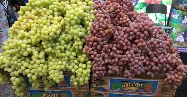 Iniciará cosecha de uva en el Distrito de Hermosillo en este mes; se espera una producción de 16 millones de cajas