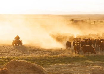 Los bisontes han pastoreado estas tierras durante siglos. Trump quiere desalojarlos