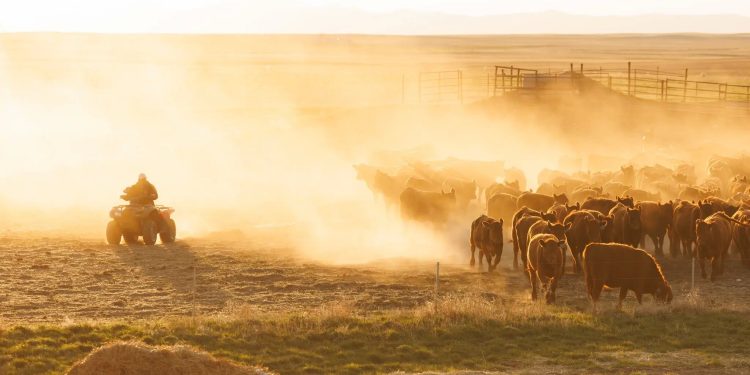 Los bisontes han pastoreado estas tierras durante siglos. Trump quiere desalojarlos