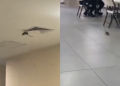 Captan una rata dentro de hospital del IMSS en Ciudad Obregón, es un hecho aislado, asegura instituto