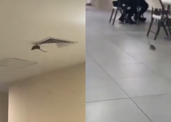 Captan una rata dentro de hospital del IMSS en Ciudad Obregón, es un hecho aislado, asegura instituto