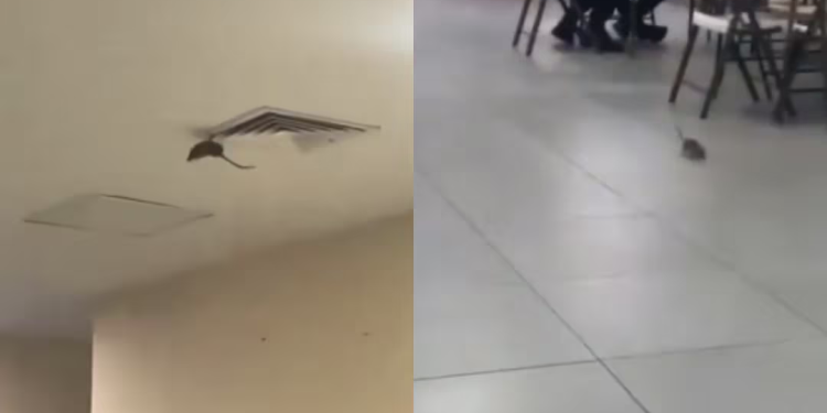 Captan una rata dentro de hospital del IMSS en Ciudad Obregón, es un hecho aislado, asegura instituto